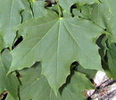 معرفی و راهنمای پرورش گیاهان زینتی - افرای چناری